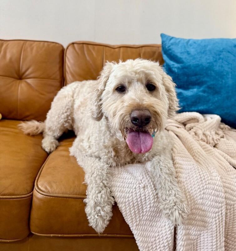 Luca Doodles The Fluffy