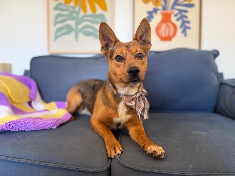 Prince Harry Royalty