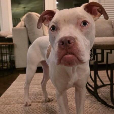 Beethoven Clu Tiny And