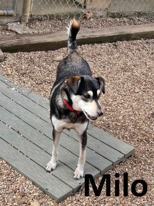 Milo