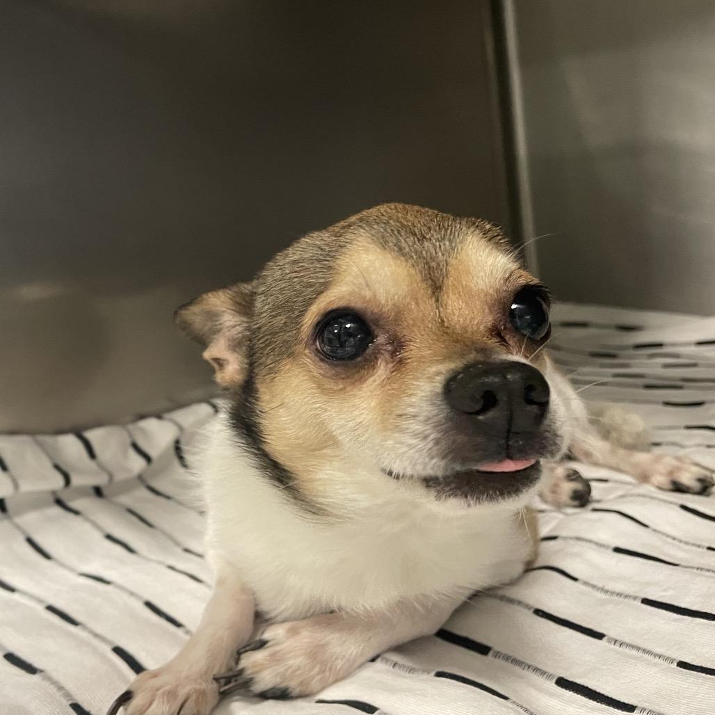 Borat Spwastray Stray Hold