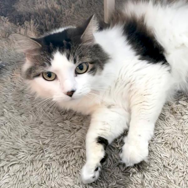 Harmony Bonded Buddies