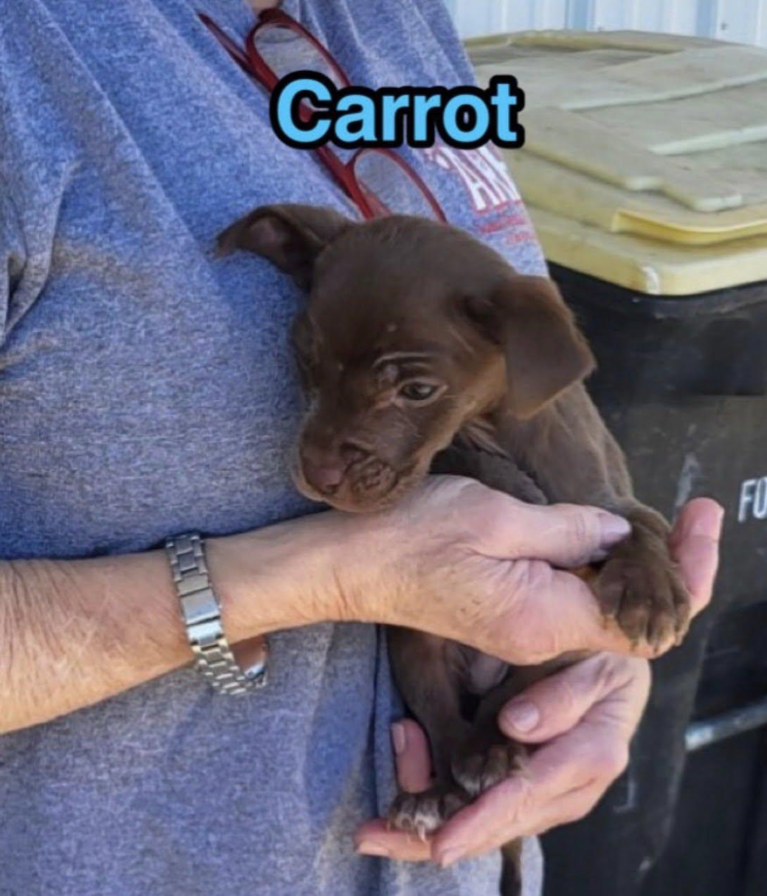 Carrot