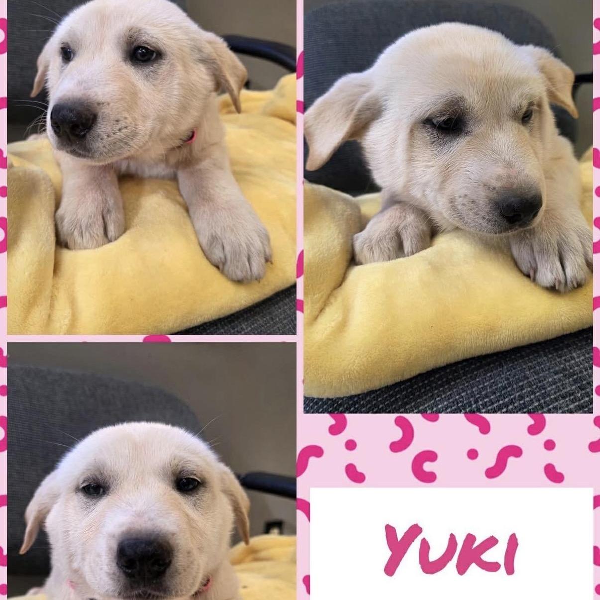Yuki