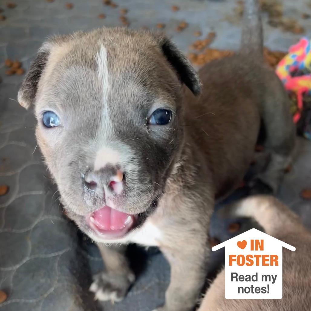 Manic Pixie Dreamgirl