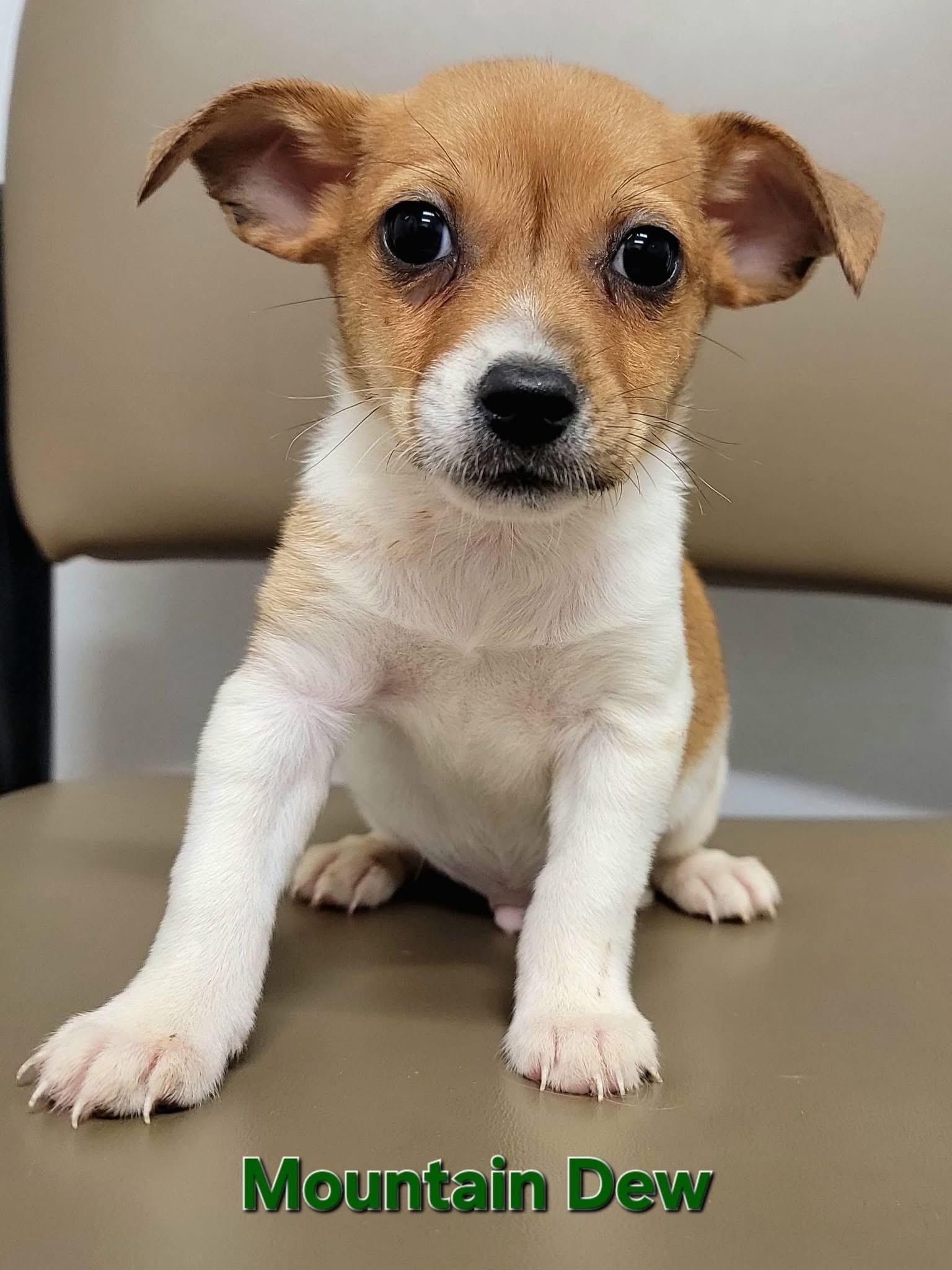 Mountain Dew Soda Pups