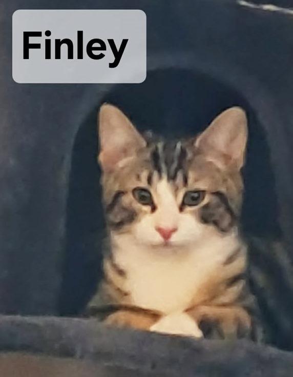 Finley
