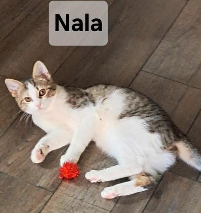 Nala