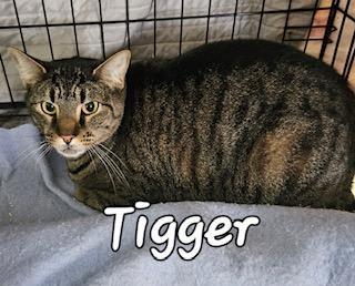 Tigger