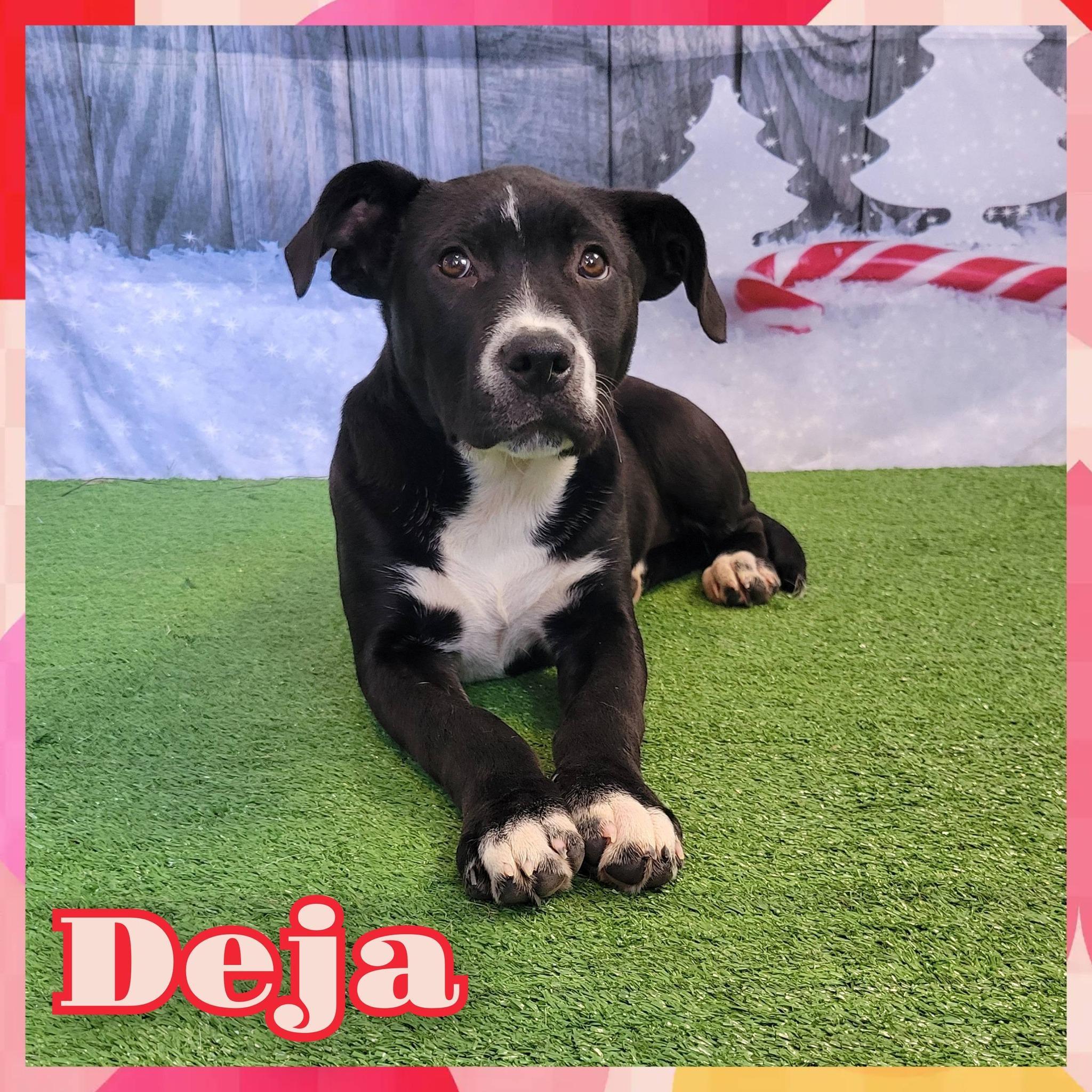 Deja