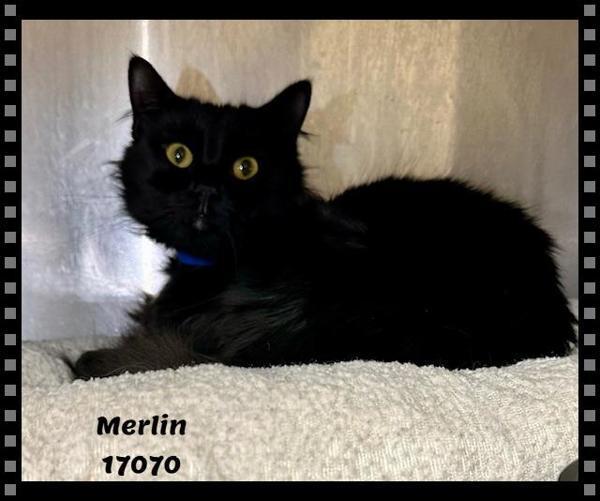 Merlin
