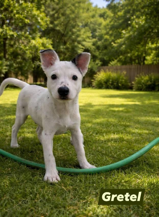 Gretel