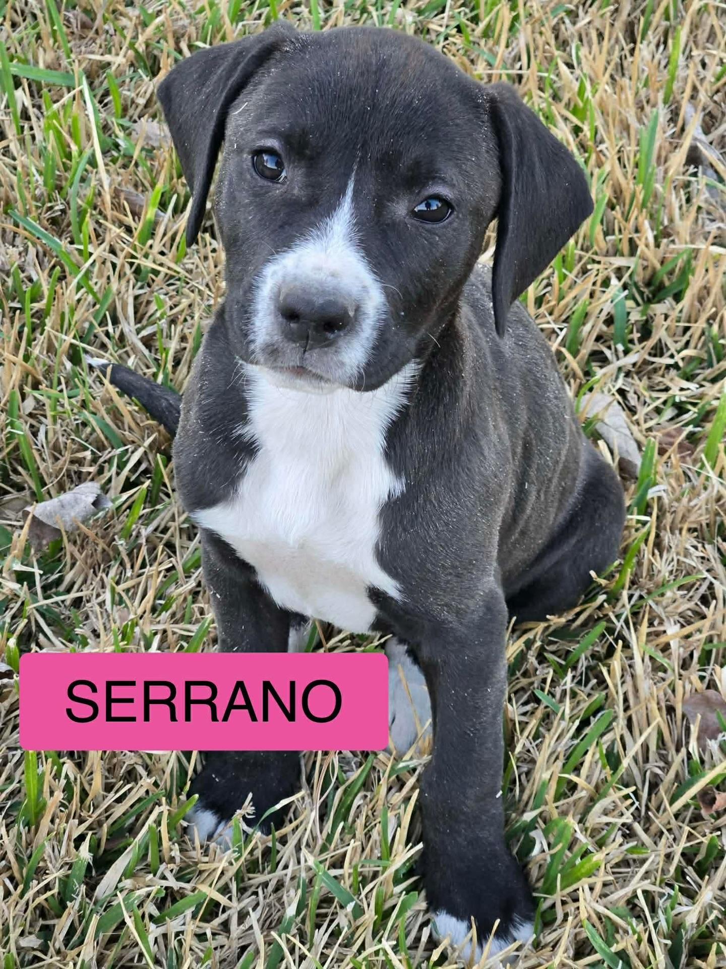 Serrano