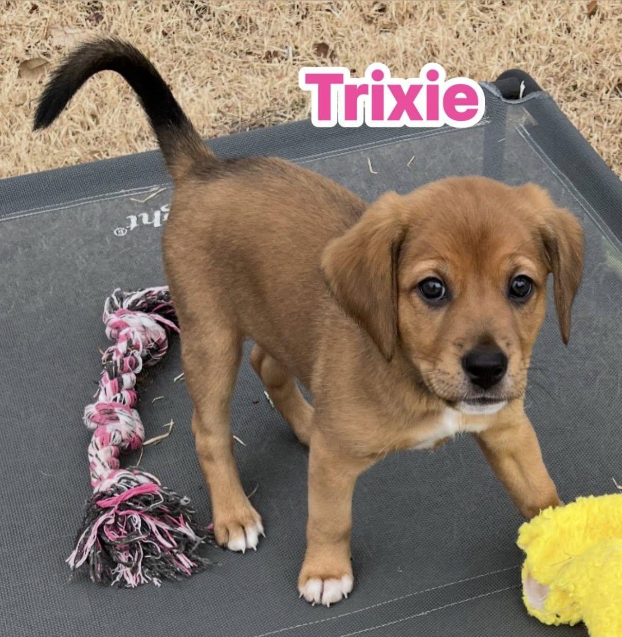 Trixie