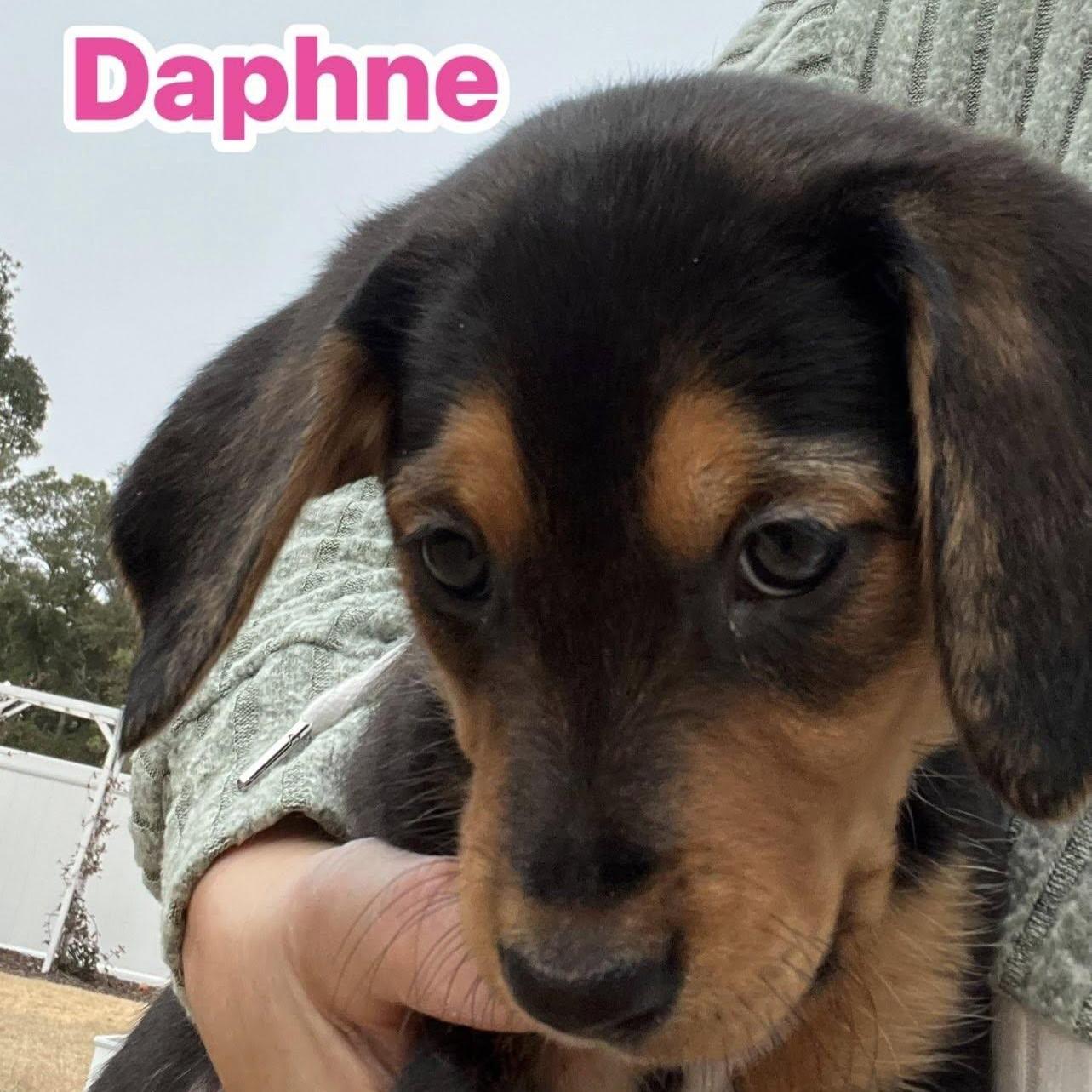 Daphne