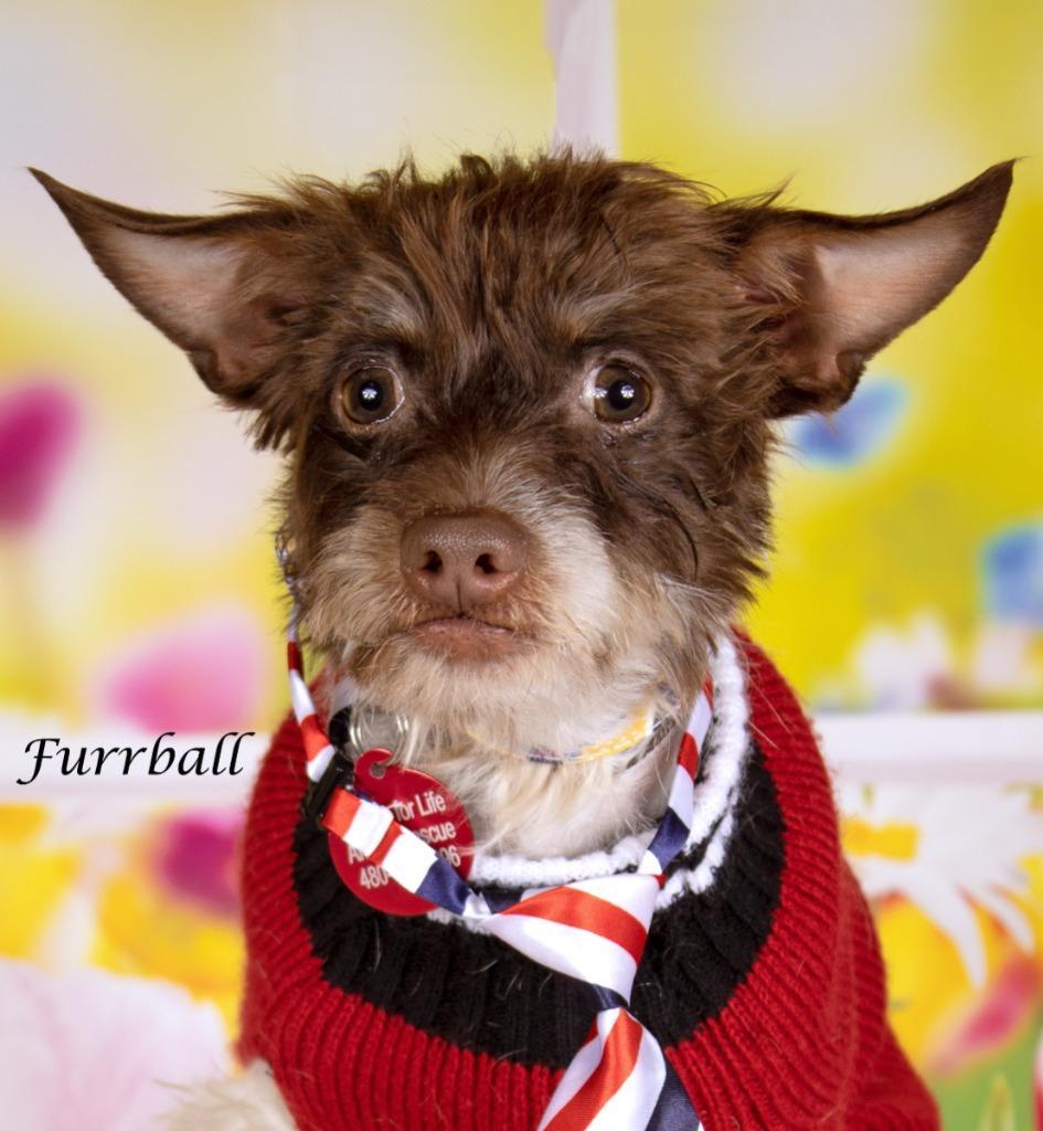 Furrball