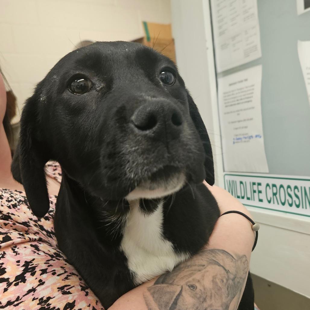 Toaster Strudel The Destructor