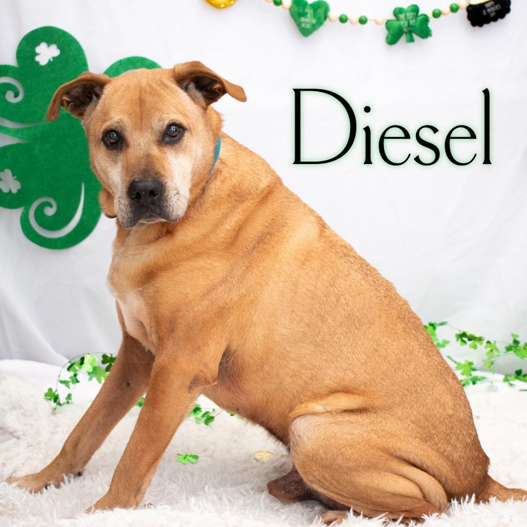 Diesel