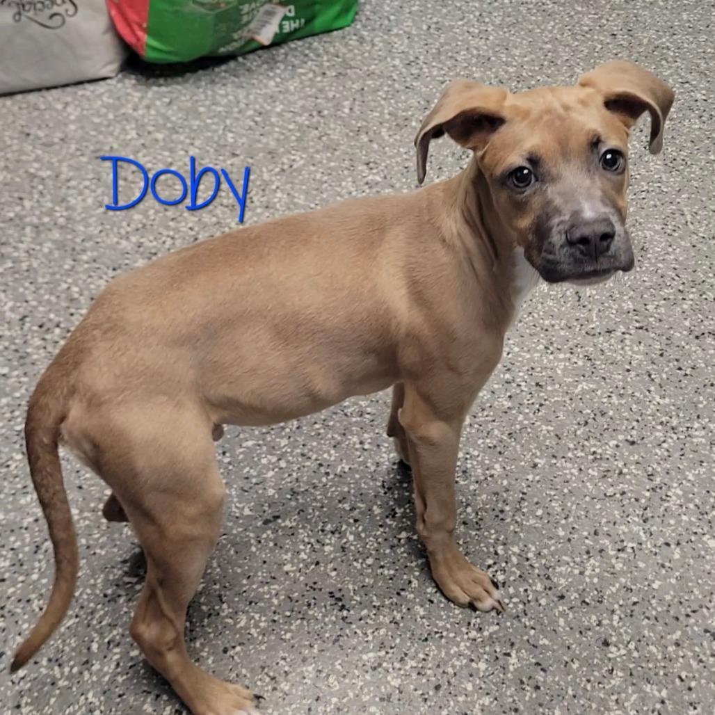 Doby
