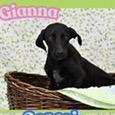 Gianna