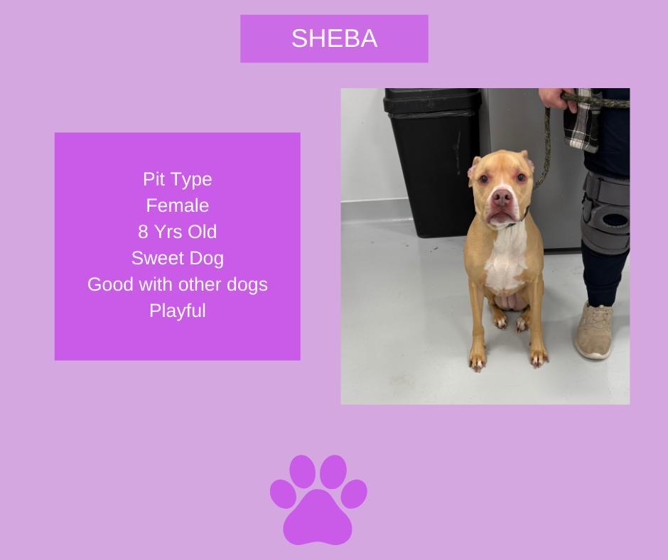 Sheba