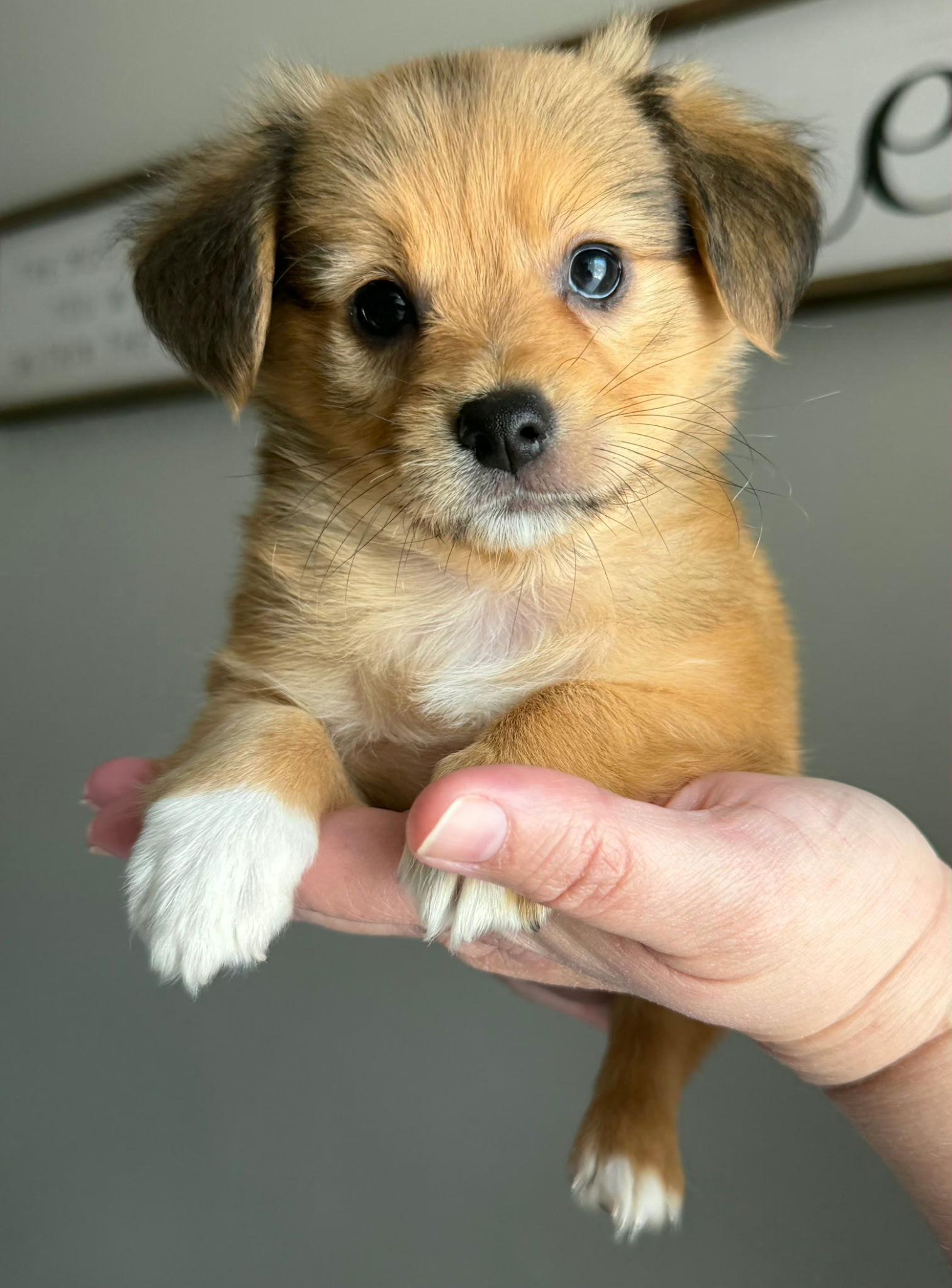 Atlas Accepting Applications