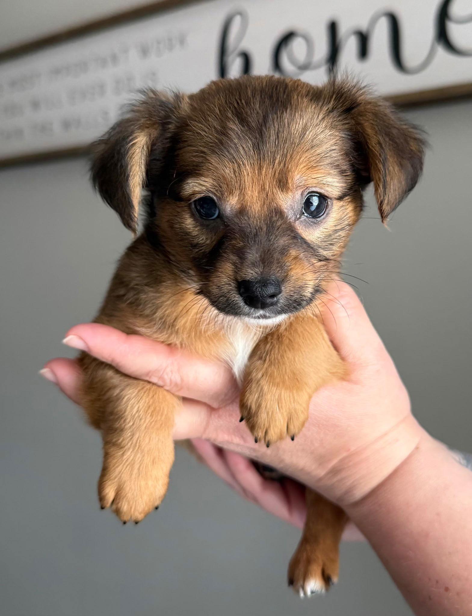 Finn Accepting Applications