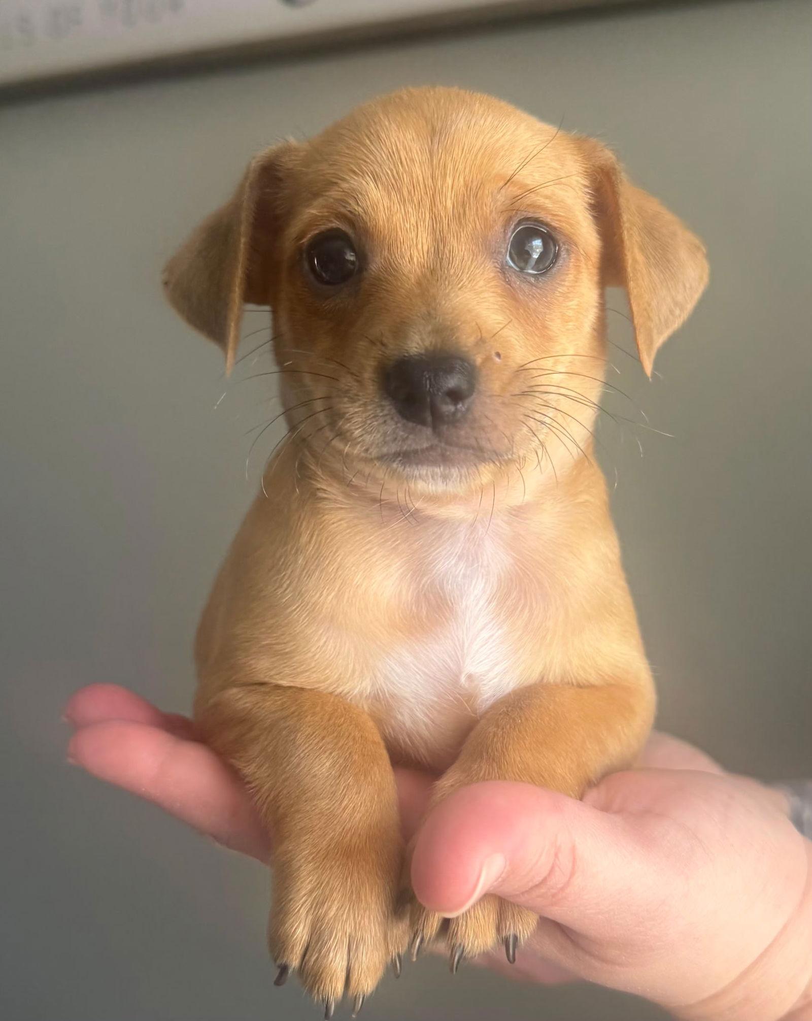 Leo Accepting Applications