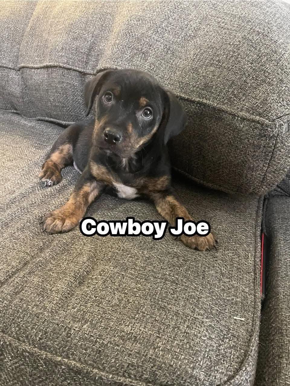 Cowboy Joe