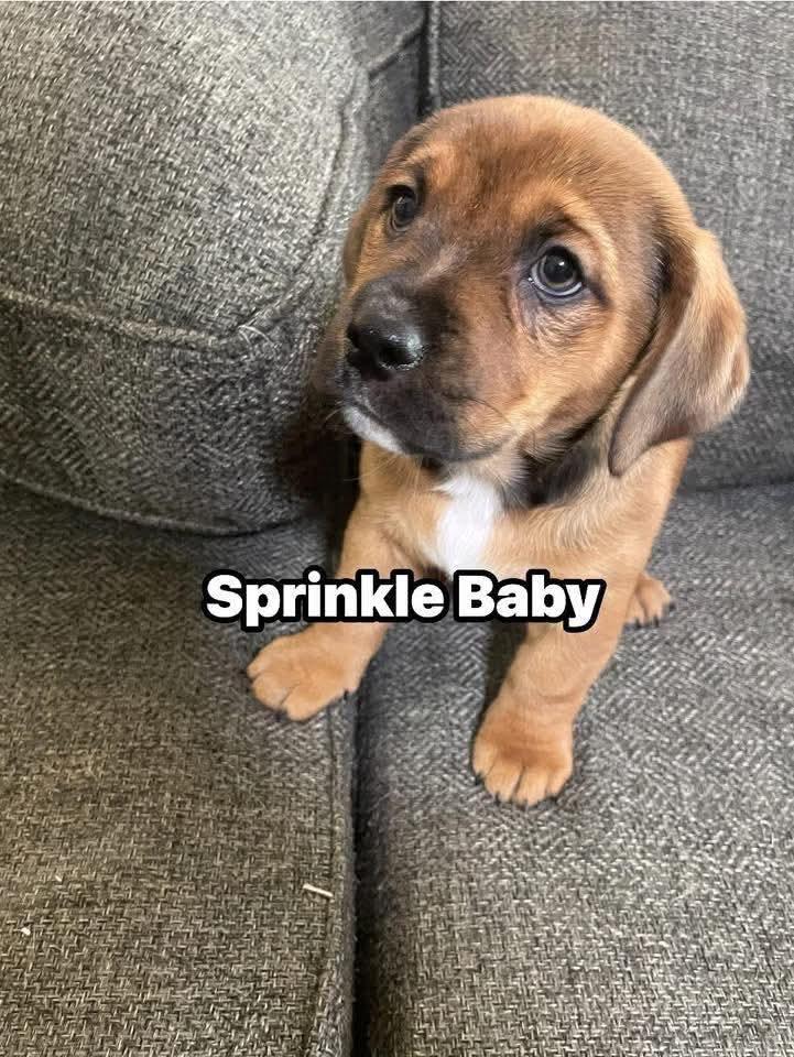 Sprinkle Baby
