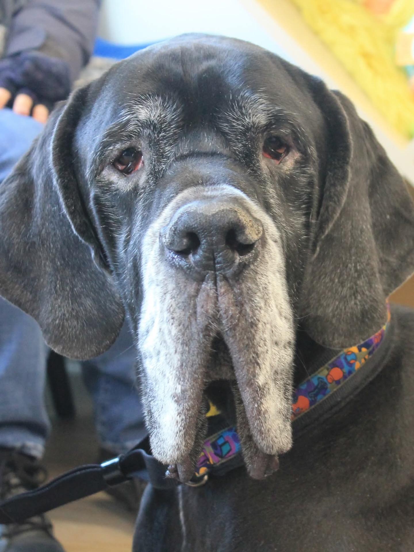 Hansel Courtesy Listing