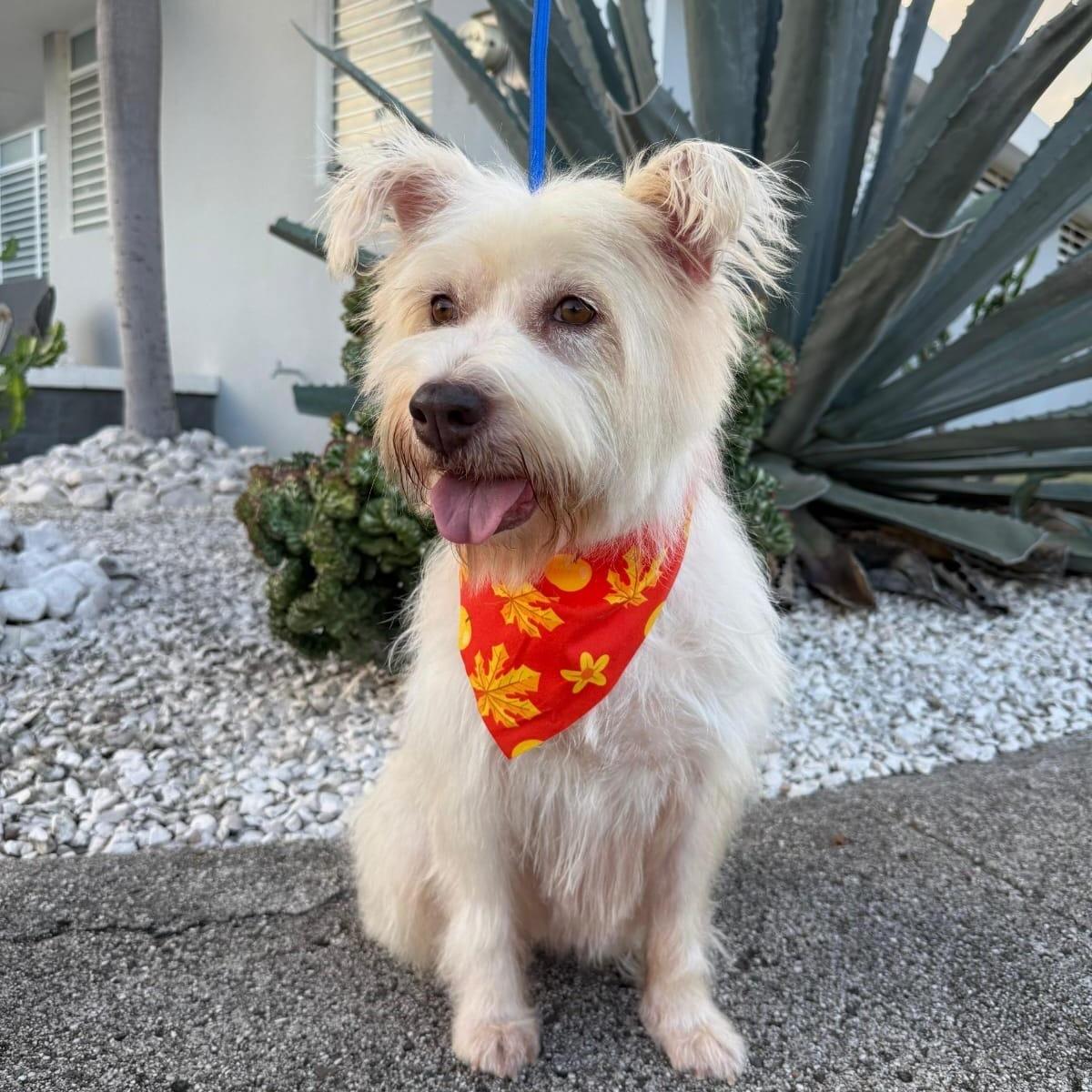 Lulu Lemon Drop photo 1