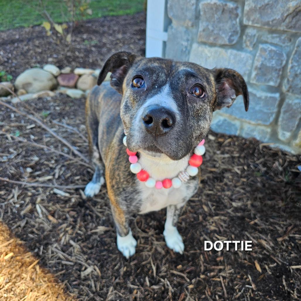 Dottie