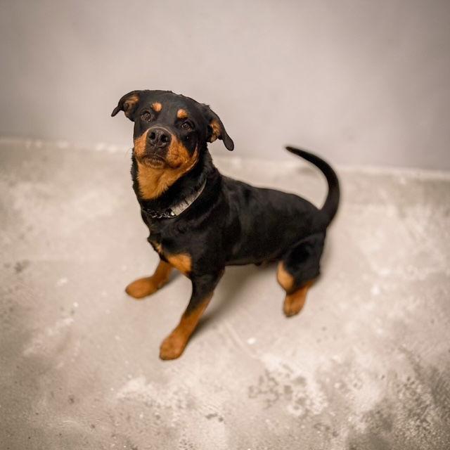 Diesel Rottie