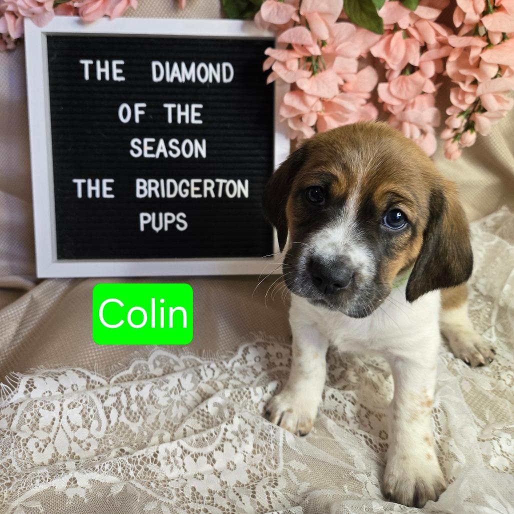Colin
