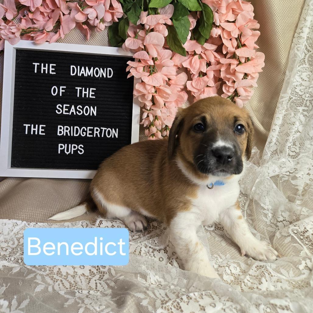Benedict