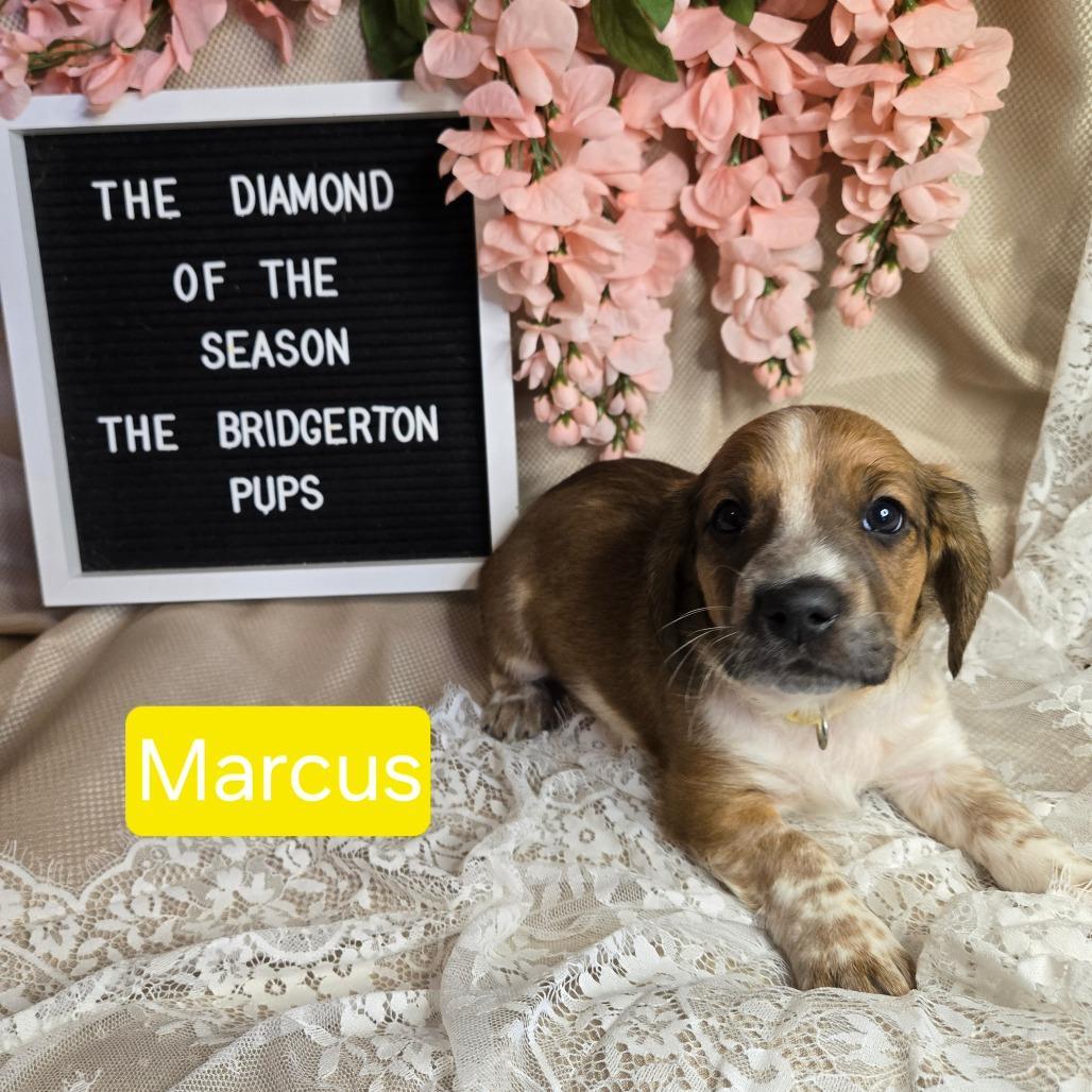 Marcus