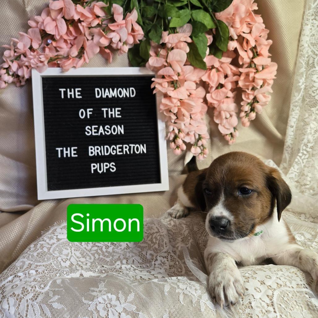 Simon
