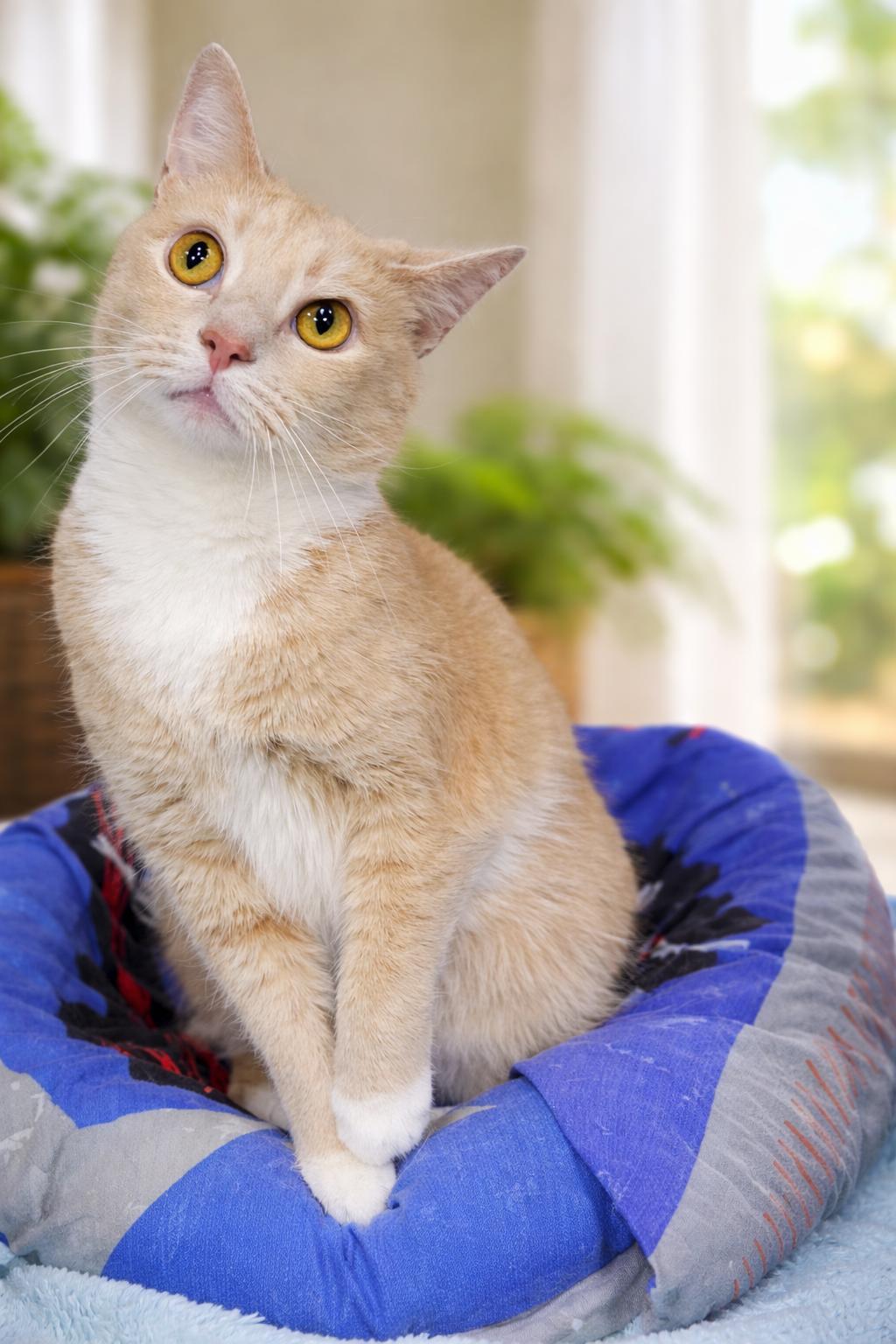 Crockpot @ Montrose Petsmart!