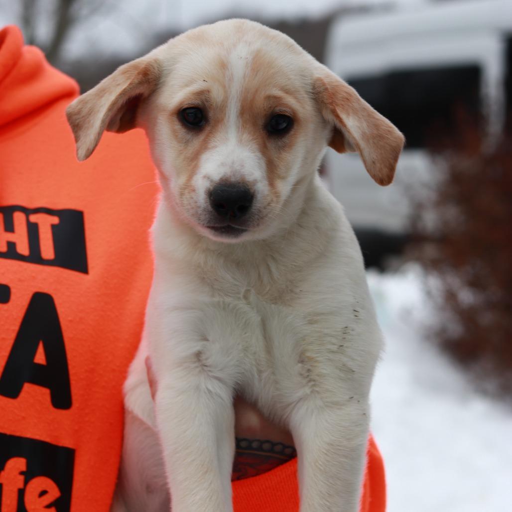 Ct Hibiscus Avail Feb