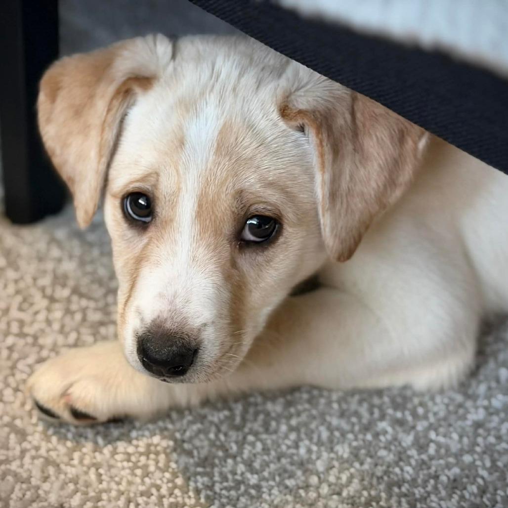 Ct Hibiscus Avail Feb