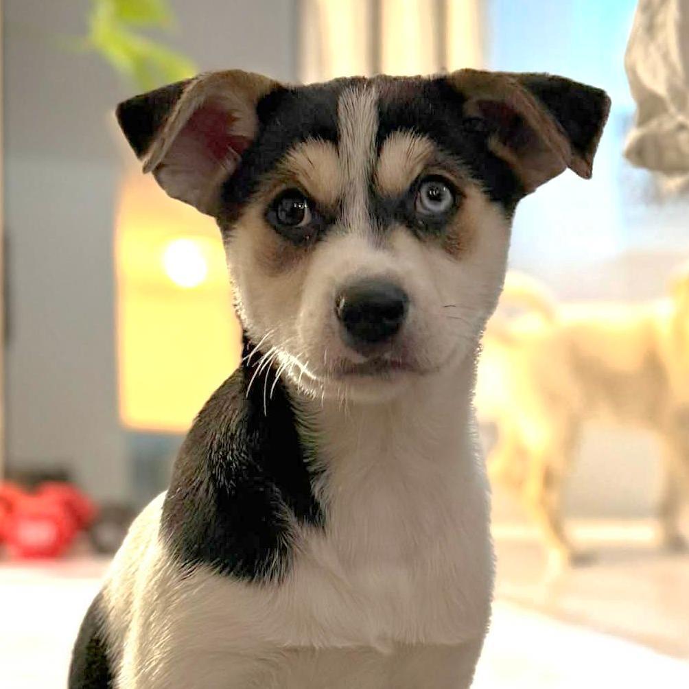 Ct Hydrangea Avail Feb