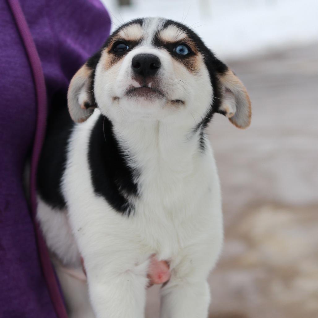 Ct Hydrangea Avail Feb