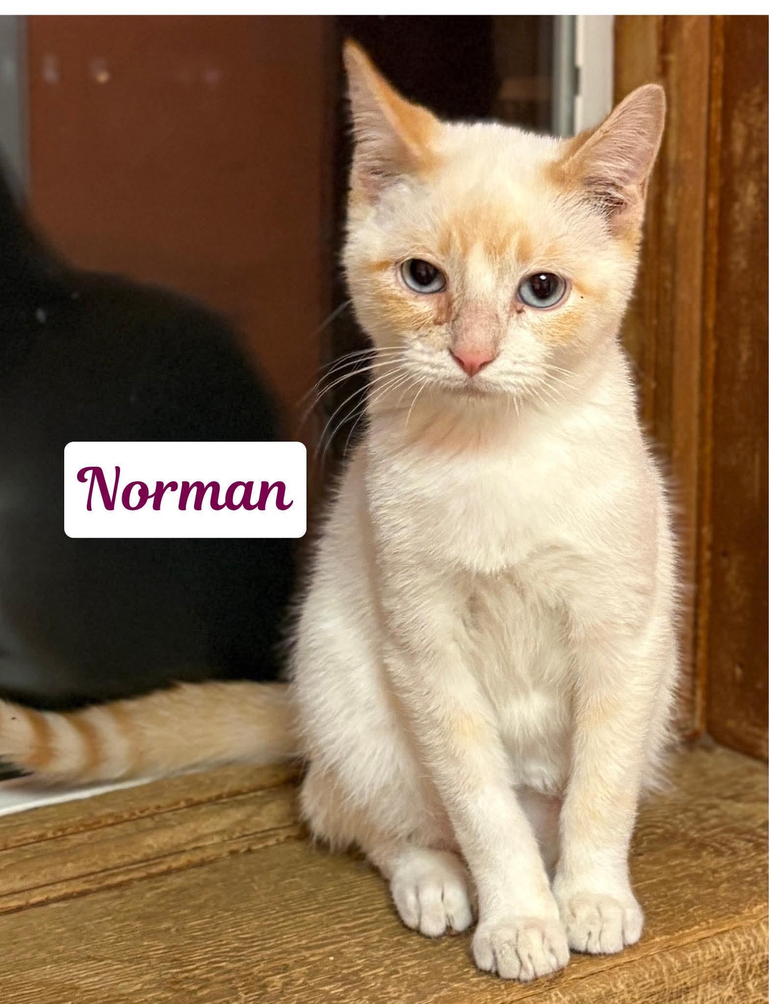Norman