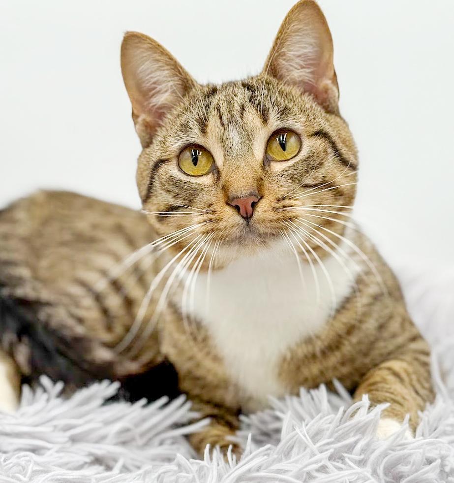 Cannoli Cannot Be Any