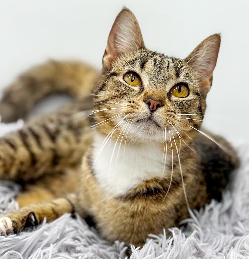 Expresso Is The Pick