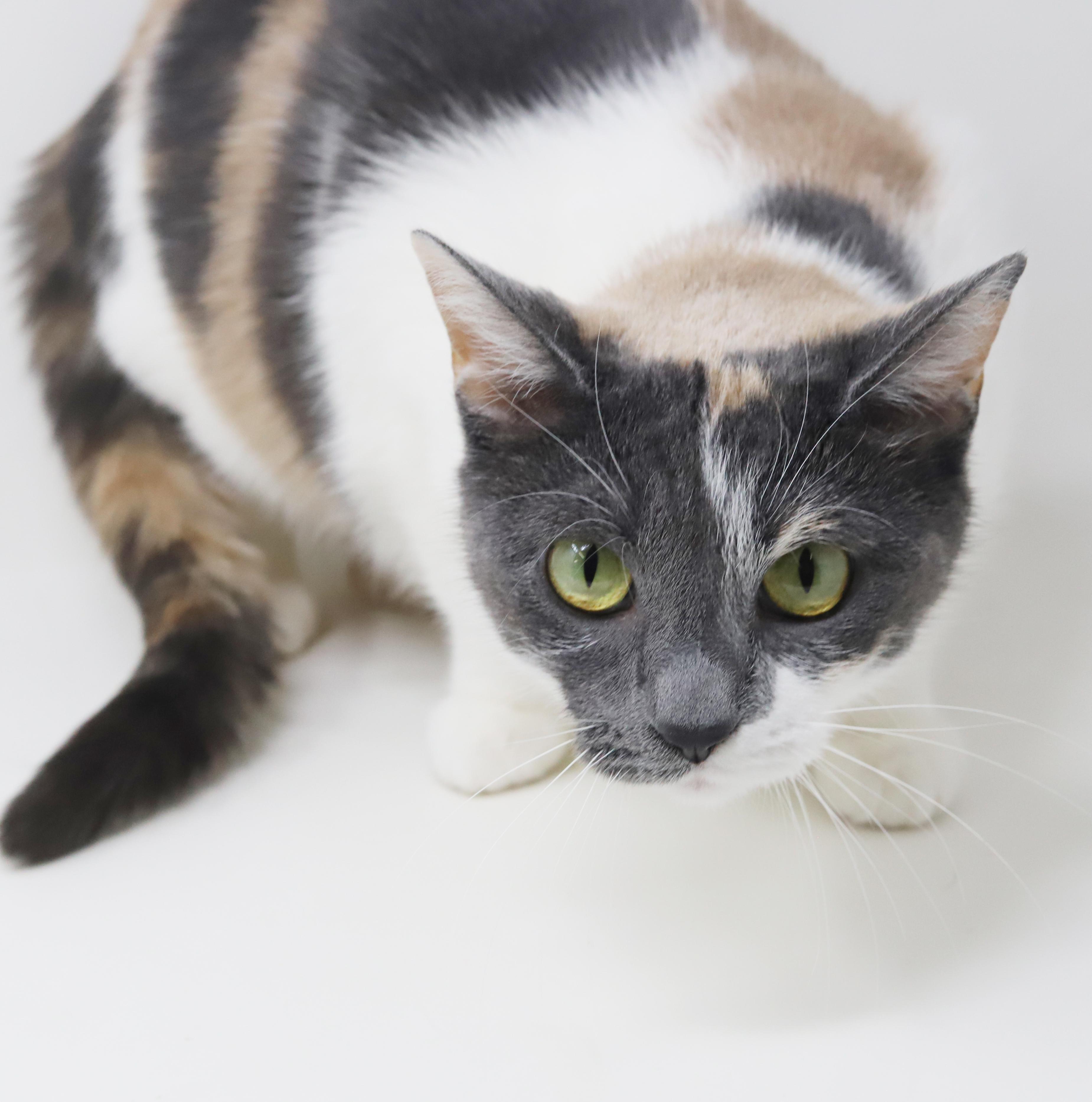 Fuega Is Rainbow Fun!