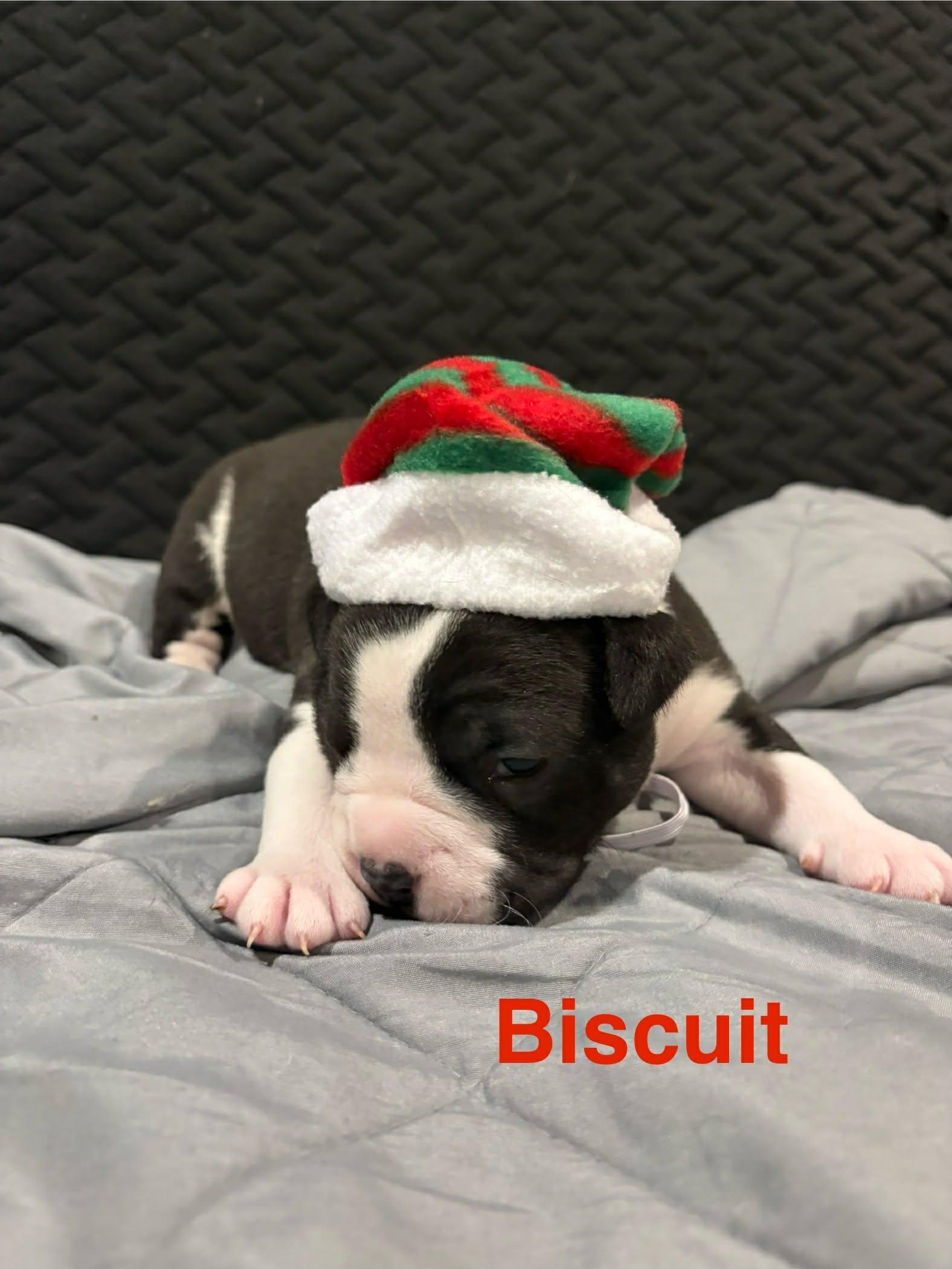 Biscuit