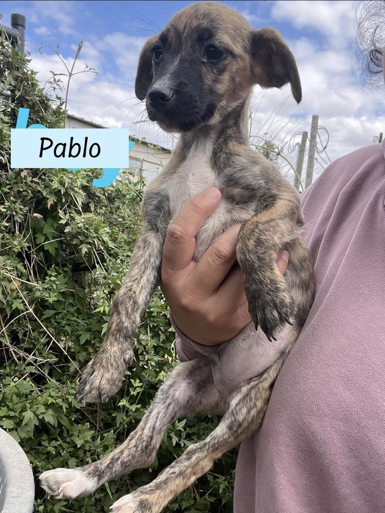 Pablo
