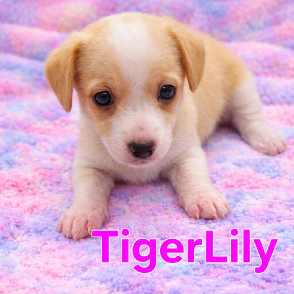 Tigerlily